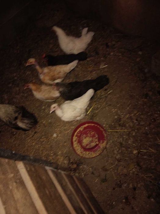 Galinhas da Índia para venda