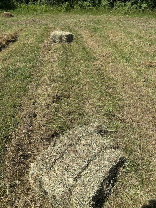 Siano kostki drugi pokos 2025