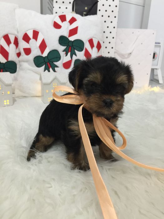 VIP Йорки — Маленькі моделі для обіймів