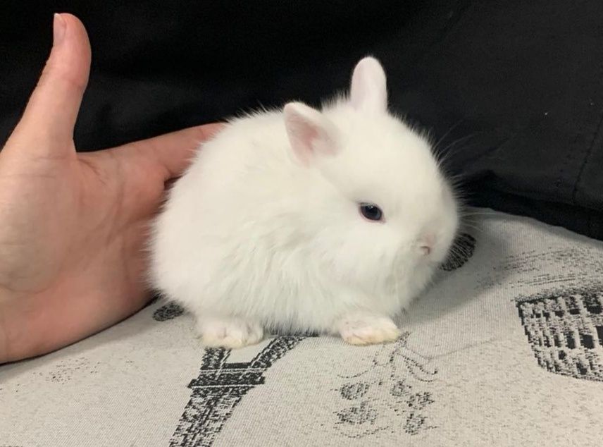 KIT Coelhos anões mini holandês e minitoy super meigos e brincalhões