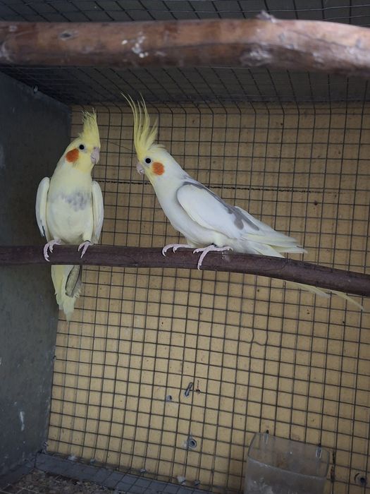 Casal de caturras
