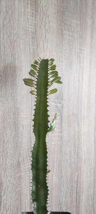 Маранта, опунція, сансевієрія, еуфорбія, фікус, хатіора, кактус