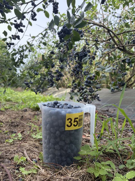 Mirtilo Biológico (ao Kg)