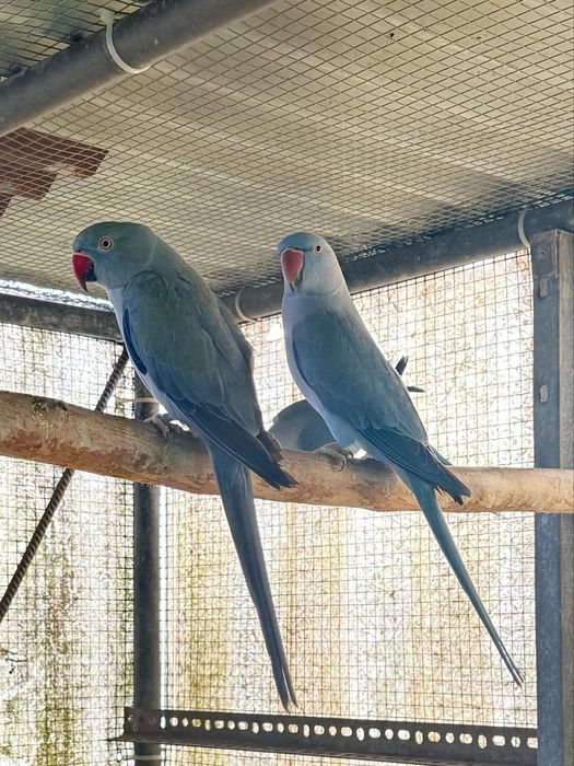 Ring Necks de 2024 - Com Documentos