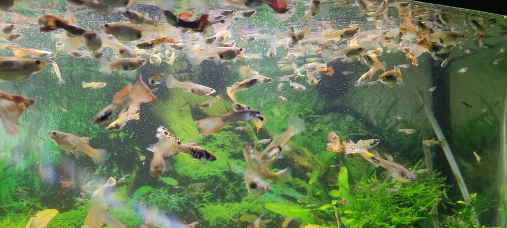 Gupiki Piękne Okazy 100 sztuk Samce i samice  duże i male