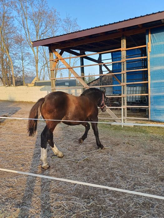 Źróbek zimnokrwisty