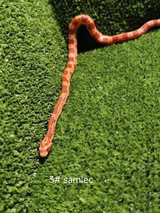 Węże zbożowe – młode różne odmiany