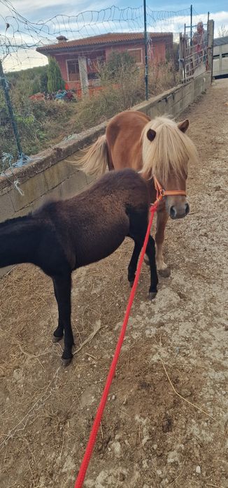 Pónei parida com um machinho