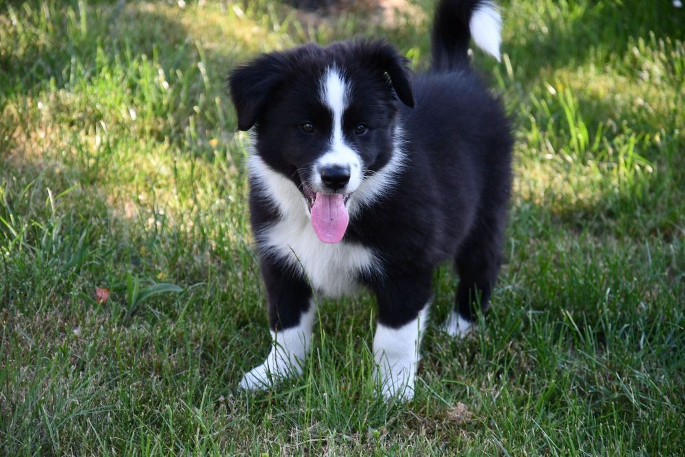Szczenię Border Collie FCI / ZKwP
