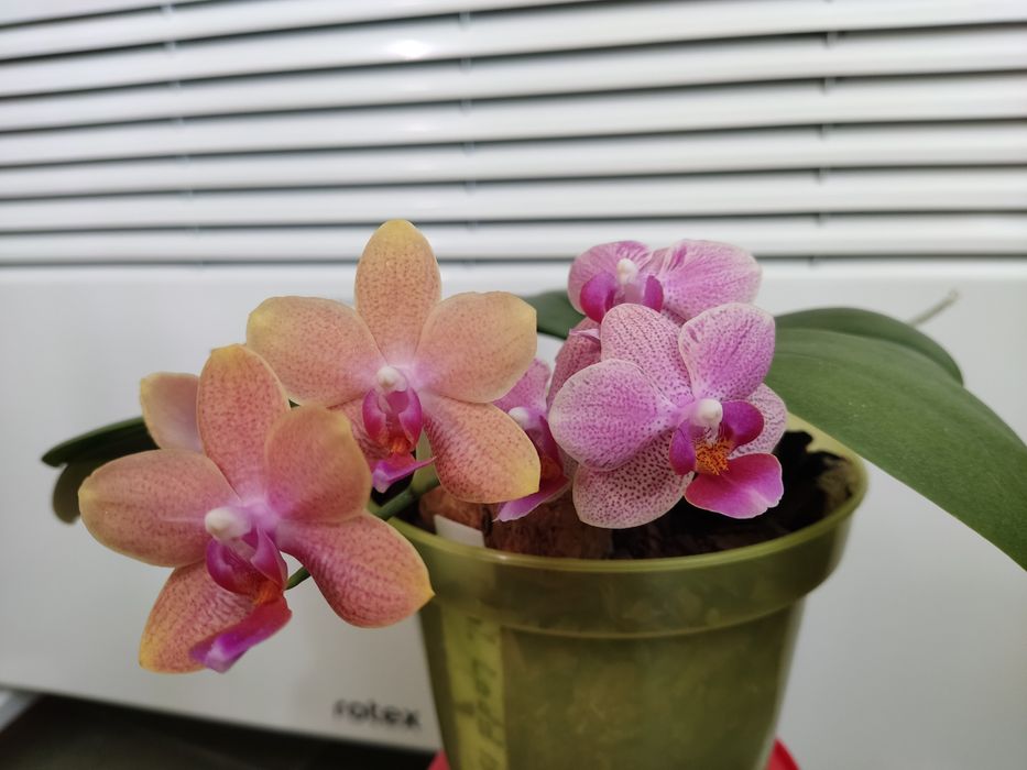 Два фаленопсиси в одному горщику