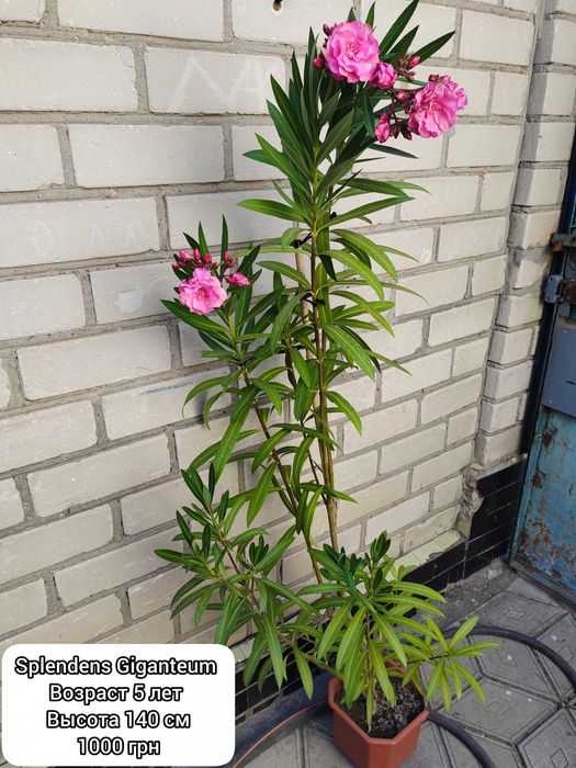 Олеандр Splendens Giganteum взрослый 5-летний куст