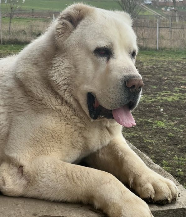 Середньоазійський вівчар (алабай) Вʼязка: