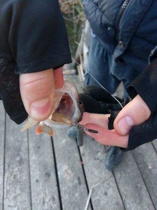 Силікон на окуня