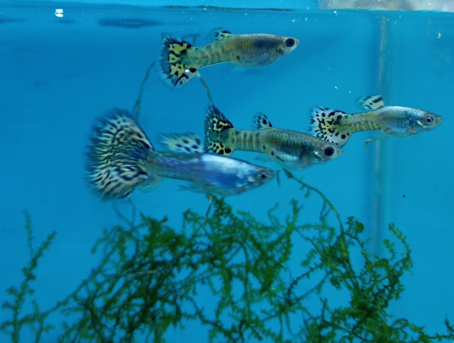 Guppies  Yellow Cobra