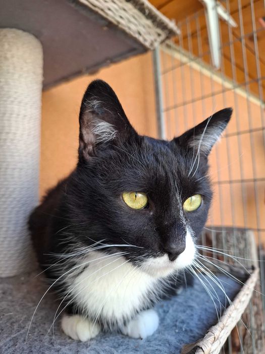 Kapsel z częstochowskiego Schroniska z nadzieją wypatruje domu