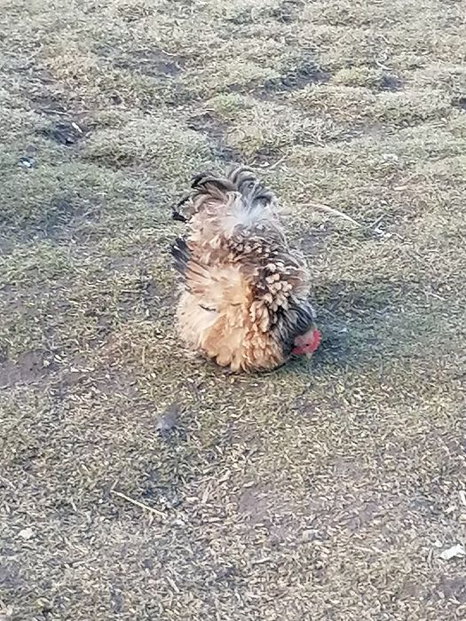 Kochin karzełek miniaturowy para