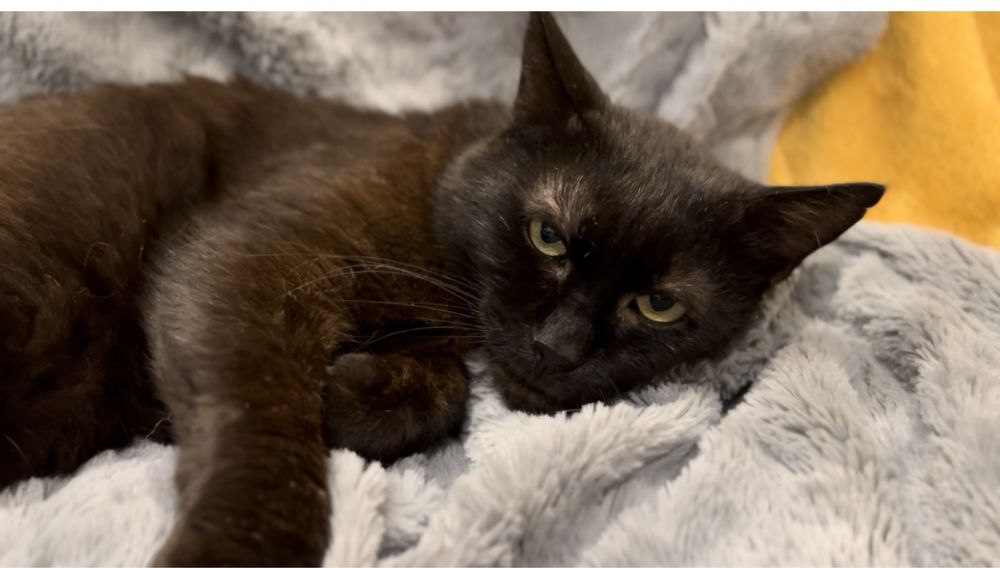 Uroczy kocurek Bamboo szuka domku