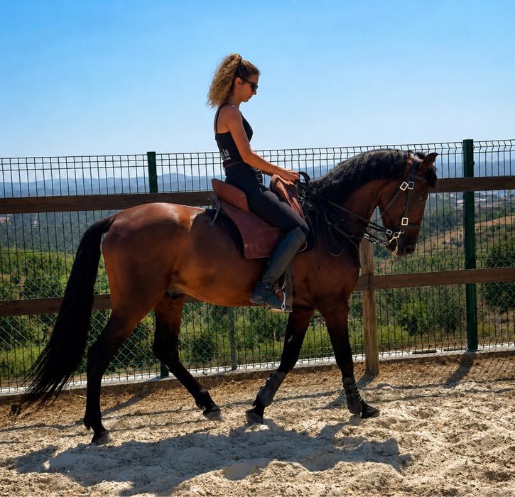 Cavalo cruzado, montado, 5 anos