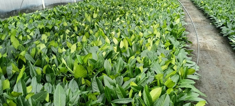 Sadzonki laurowisni Van Nes