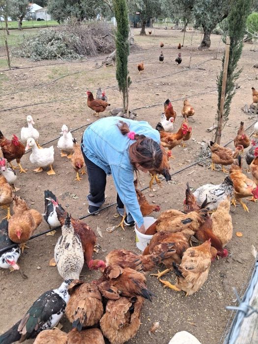 Vendem-se ovos do campo