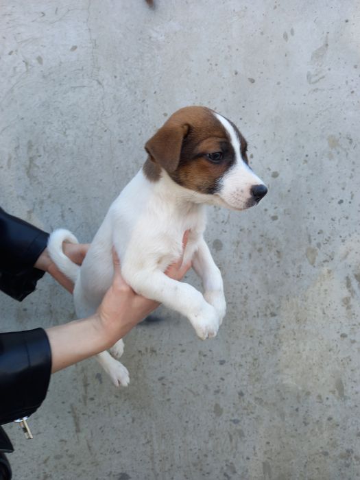 Джек Рассел девочка