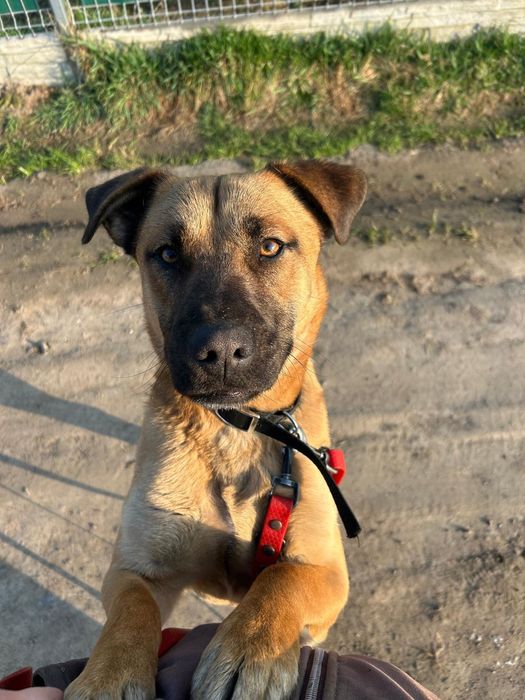 Diego szuka swojego Domu