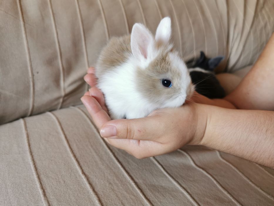 KIT completo coelhos anões angorá, holandês mini e minitoy