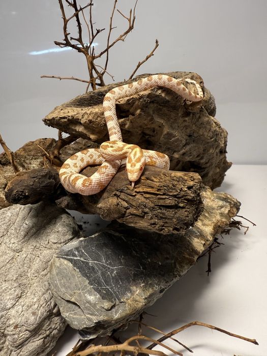 Wąż zbożowy samica butter