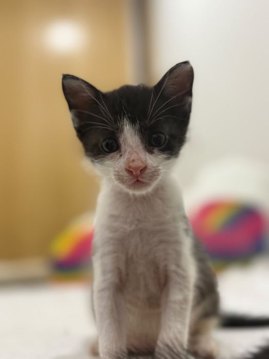 Gatinhos para adoção responsável