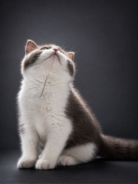British Shorthair chocolate bicolor