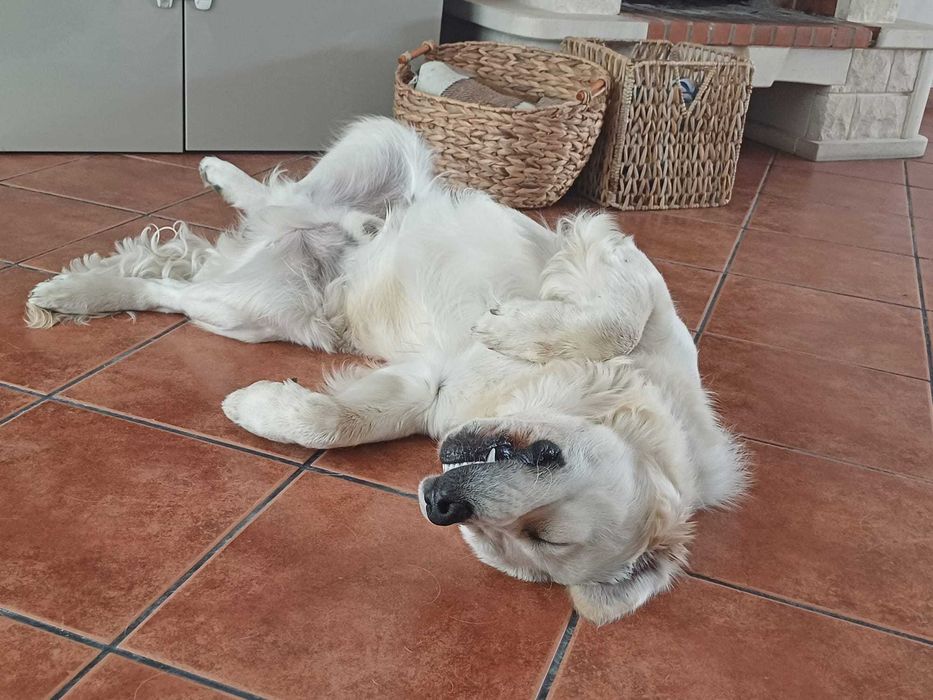 Golden Retriever disponível para acasalamento