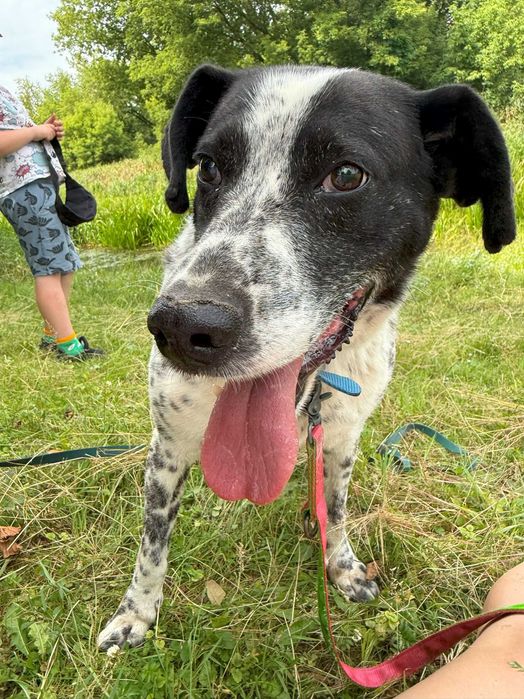 Pies w typie dalmatyńczyka – Ambaras szuka domu!