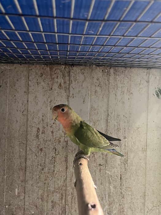 Agapornis casal.