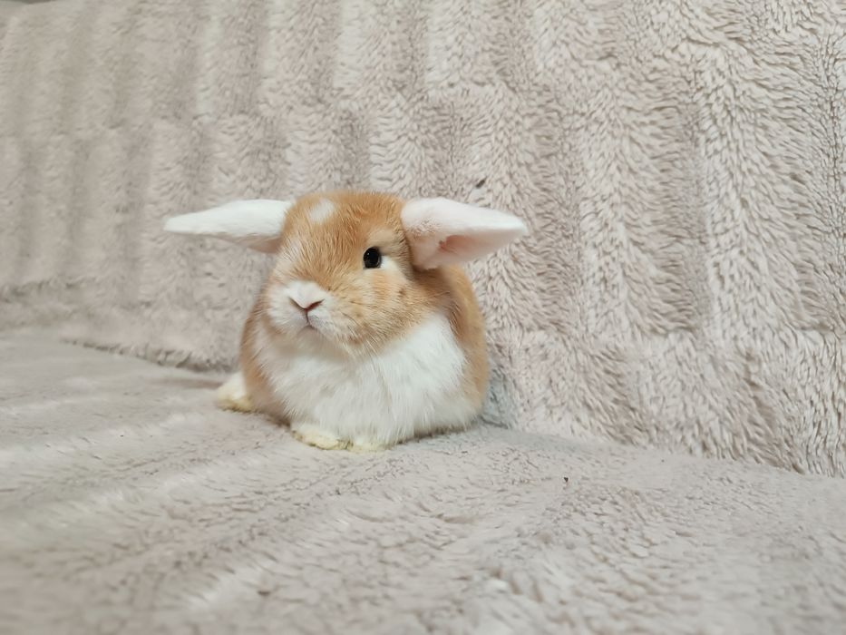 Króliki karzełki baranki miniaturki królik karzełek baranek