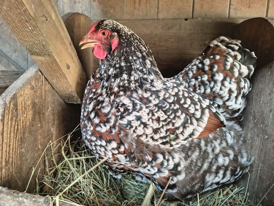 Jaja lęgowe  kur wyandotte porcelanowe