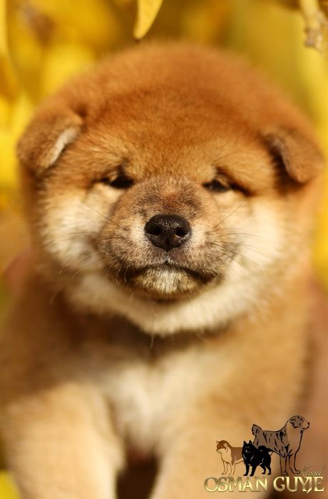 Шикарний хлопчик Шиба Сіба іну