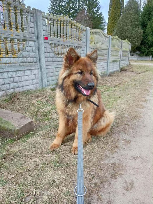 Suczka szuka domu.