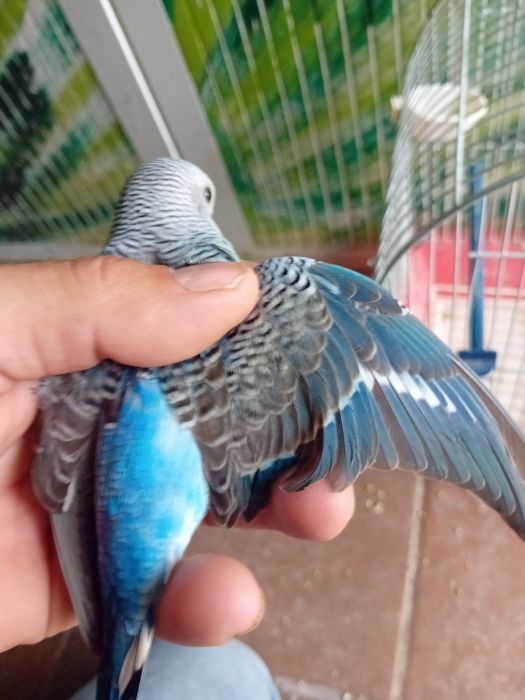 Para ceder aves de qualidade