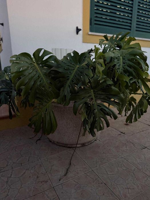 Costela-de-Adão grande (Monstera) em canteiro – OFERTA (levantamento a cargo do interessado)