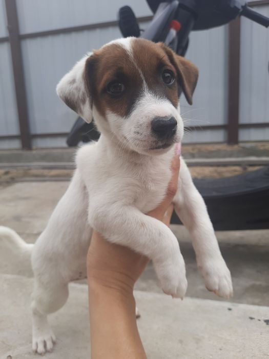 Золотой малыш Джек Рассел