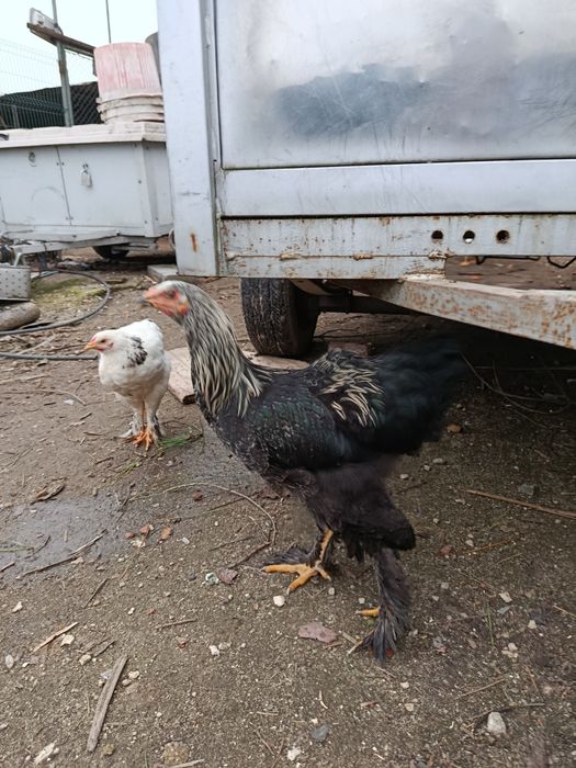 Vendem-se galos Brahamas puros  com 3 meses