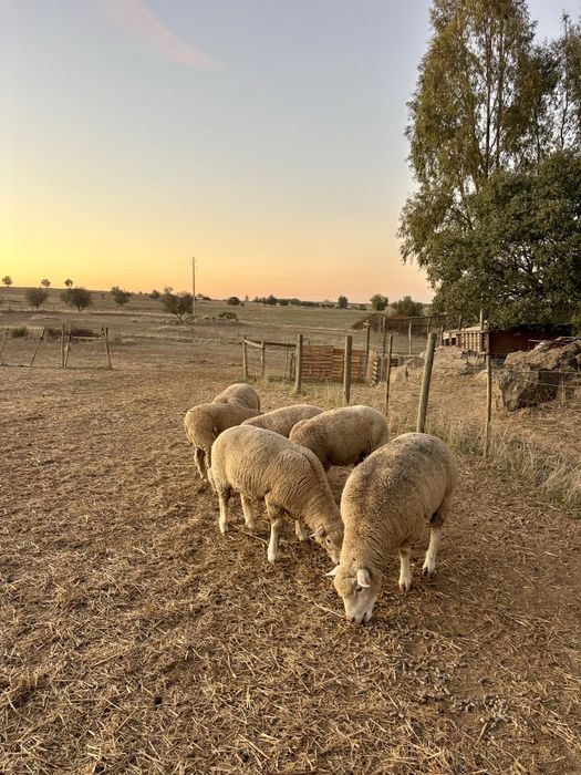 Ovelhas/Malatas Ile de France