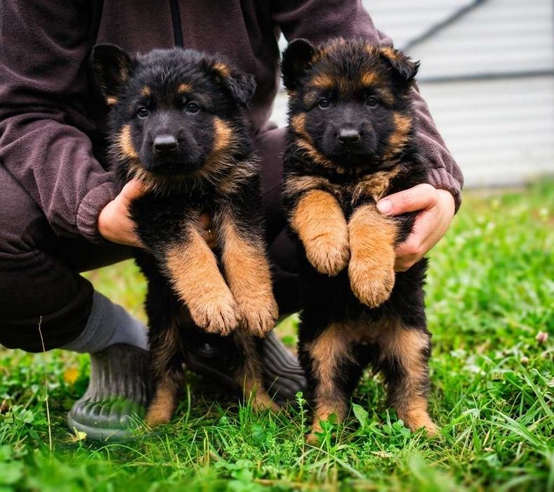 Цуценята німецької вівчарки зонального забарвлення від Kira-Dog