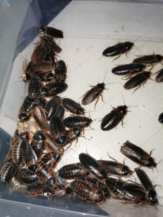 Karaczan Argentyński Blaptica Dubia