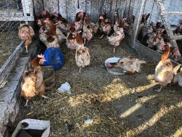 Продаю кури та качки