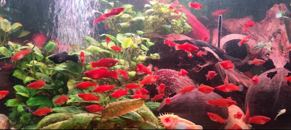 Mieczyk mieczyki samce