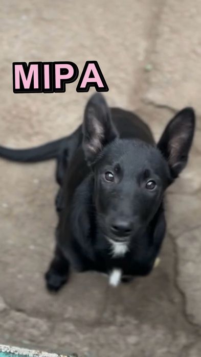 Собачки безкоштовно