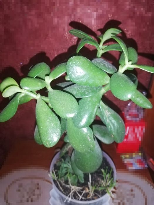 Денежное дерево крассула