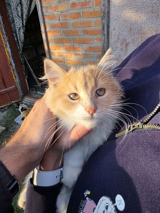 Кошенята у Фастові