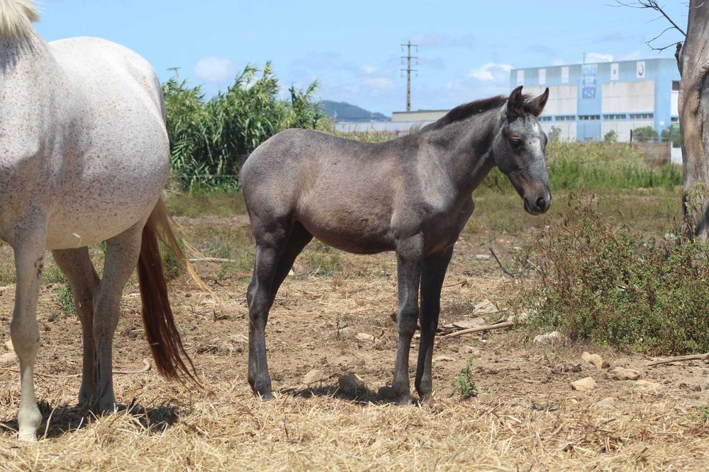 2 Éguas Lusitanas puras, com filhos